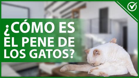 Pene de gato